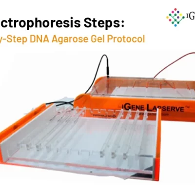 DNA Gel Electrophoresis