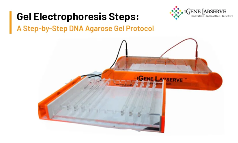 DNA Gel Electrophoresis