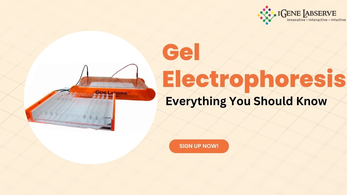 Everything You Need to Know About Gel Electrophoresis